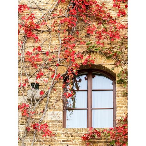 Italy-Chianti Red climbing ivy vine on a stone wall